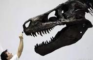 揭秘：恐龙化石为何频频高价落入私人收藏家之手？