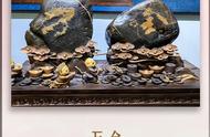 金纹石“万金”：全国石展的常胜将军，大自然的绝美杰作！