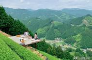 中国哪些地方的绿茶口感最佳？四大茶区、八大省份、五大产地深度解析