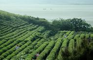 苏州洞庭山碧螺春茶首次上市，将发放40万枚专属标志